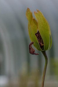 Botanic Gardens, Glasgow, Scotland