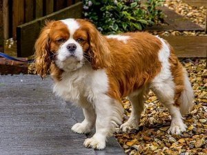 Cute Puppy at a Flea Market, Glasgow, Scotland