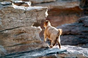 Goat on the side of steep cliff.