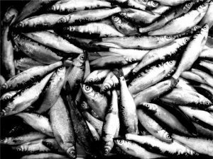 A large pack of small fish to be sold.