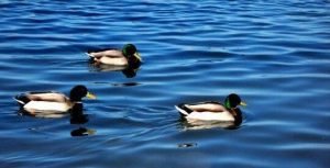 3 ducks swimming in formation.