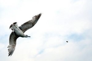A Seagull Hunting for Simit.